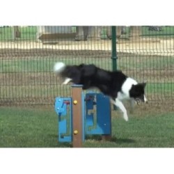 Juego canino Altura